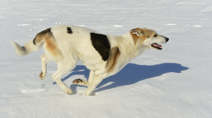 Fototapeta na wymiar Running Dog