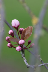 Cherry blossom (Sakura flowers)