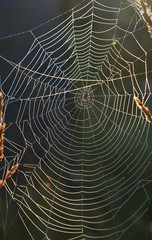 Spiderweb background