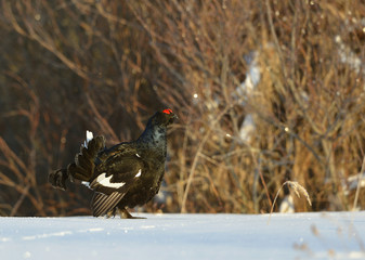 Black Grouse in the snow