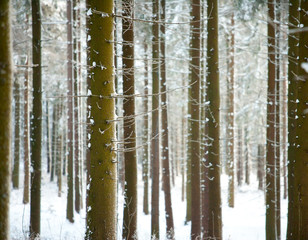 pine trunks in winter forest as texture