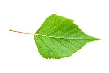 Obraz premium Green leaf