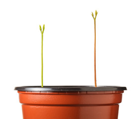 Long sprout in red pot