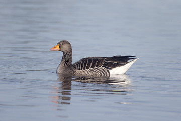 Greylag goose, Anser anser,