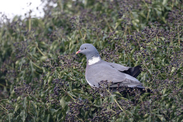Wood pigeon, Columba palumbus