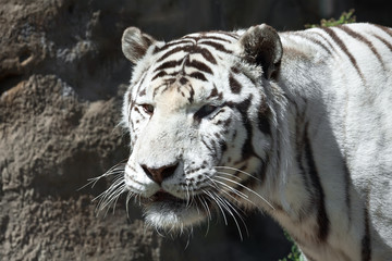 White Tiger