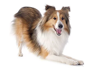 Deurstickers Hond shetland hond