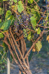 Dojrzałe winogrono
