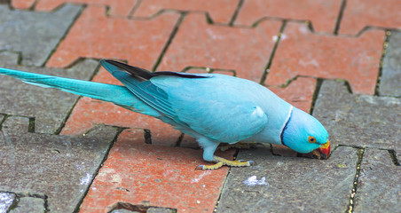 Obraz premium Ring neck Parrot