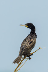 Indian Cormorant(Phalacroc orax fuscicollis) in nature