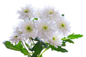 Bouquet of White Flowers