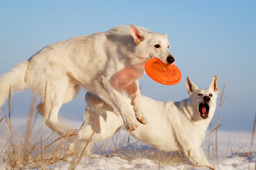 Berger Blanc Suisse Shepherd dog