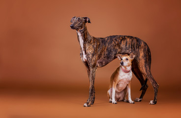 Hundefreunde im Studio