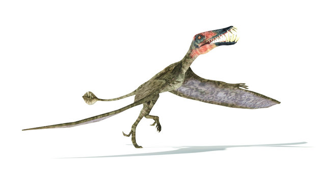 Dorygnathus flying Dinosaur photorealistic representation, take