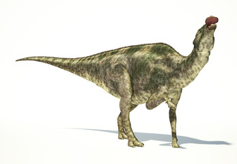 Maiasaura dinosaur, photorealistic representation. Dynamic view.