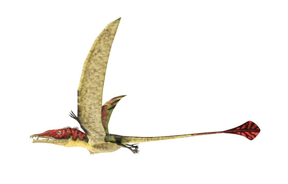 Eudimorphodon flying prehistoric reptile, photorealistic represe