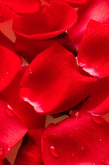 Red rose petals. 
