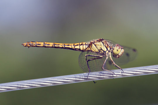 Macrophoto of an big yellow libel insect.