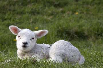 Yong lamb enjoy in the sun.