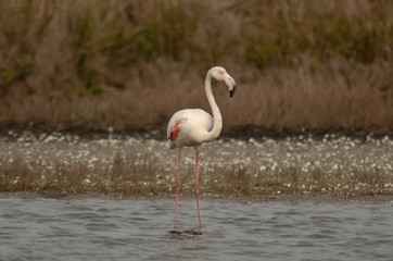 fenicottero rosa nella laguna