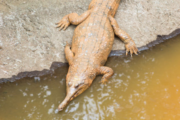 Close up of saltwater crocodile as emerges from water