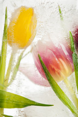 frozen tulips
