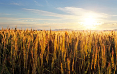 Sunset over wheat field