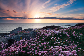 Pink flowers at sunset - 60613659