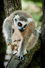 Obraz premium Lémurien maki catta