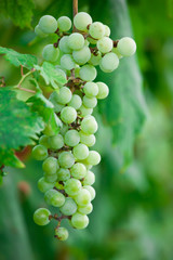 Grapes - 60614289