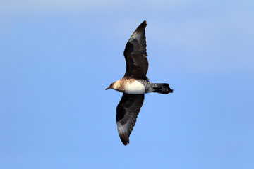 Pomarine Jaeger (Stercorarius pomarinus) in NSW, South Australia