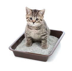 Naklejka premium kitten or little cat in toilet tray box with litter