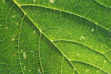 green leaf detail [kw-en/[o]