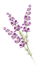 Lavender. Watercolor drawing. Vector - 60615217