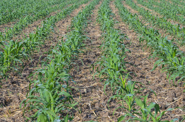 Corn field