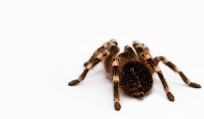 beautiful spider