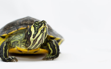 Trachemys scripta scripta