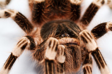 beautiful spider