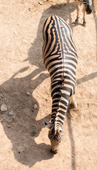 Fototapeta na wymiar Zebra top view