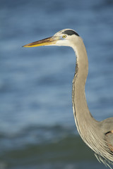 Reiher, Florida