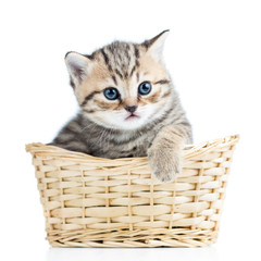 Fototapeta na wymiar Cute small kitten in wicker basket