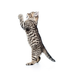 funny cat kitten standing on hind legs