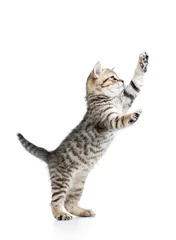 Papier Peint photo Lavable Chat chat ludique drôle est debout