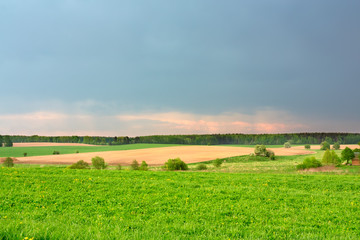 Fototapeta premium Green field and beautiful sky
