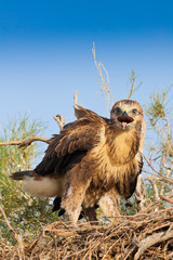 Long-legged buzzard