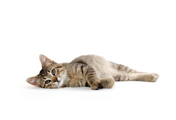 Cute tabby kitten © Tony Campbell