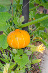 pumpkin