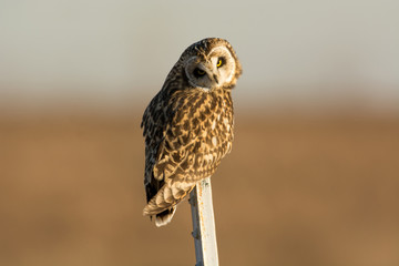 Short Eared Owl