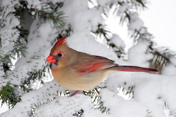 Northern cardinal in a tree