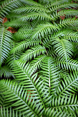 plants